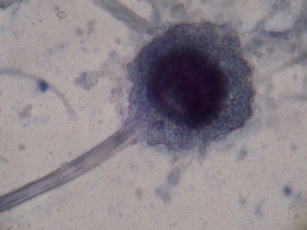 Foto tomada por Roberto J. Galindo, CC BY-SA 3.0, https://commons.wikimedia.org/w/index.php?curid=2244921