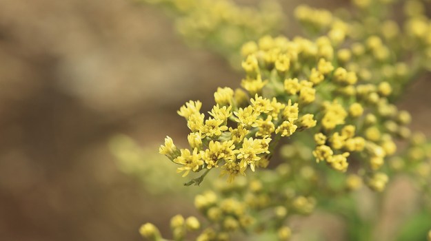 golden-rod-730883_1280